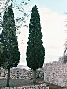 ברוש 1 d791d7a8d795d7a9