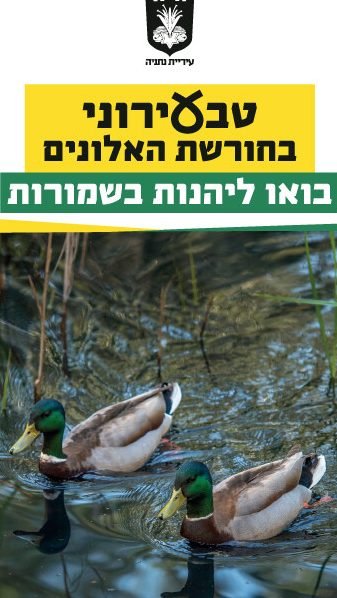 קרית נורדאו - בית מרקחת - נתניה 1 d7a7d7a8d799d7aa d7a0d795d7a8d793d790d795 d791d799d7aa d79ed7a8d7a7d797d7aa d7a0d7aad7a0d799d794